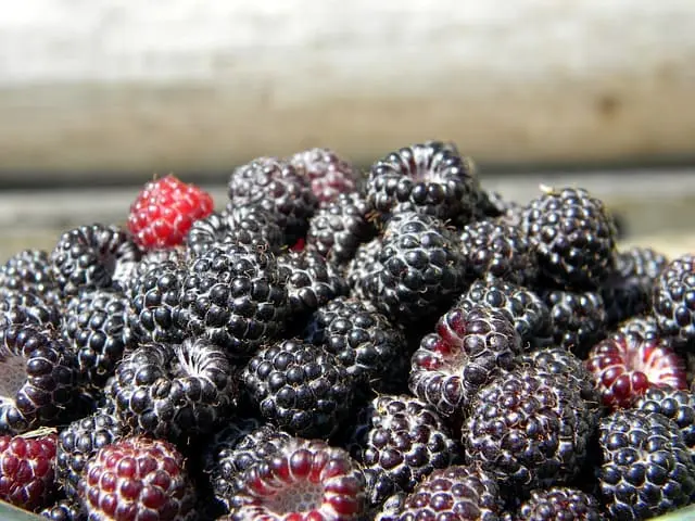 buah rasberry hitam